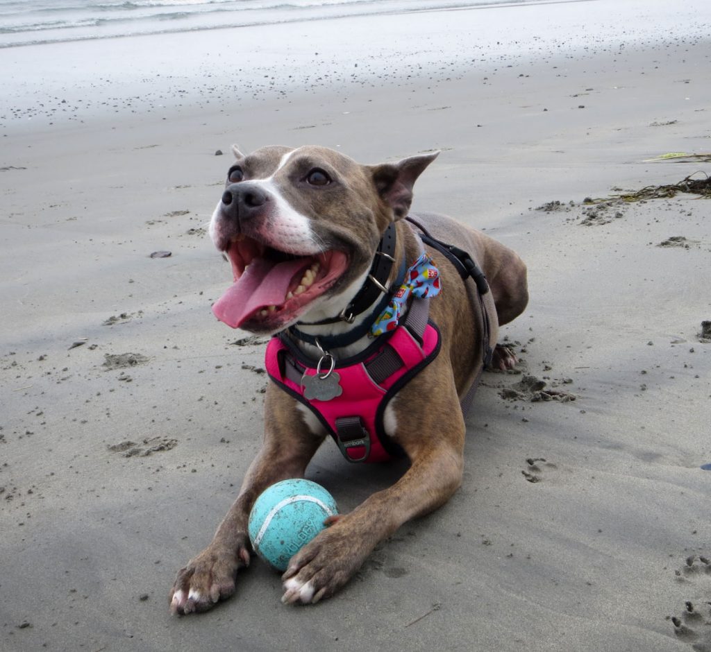 Photography An image of a dog on a beach